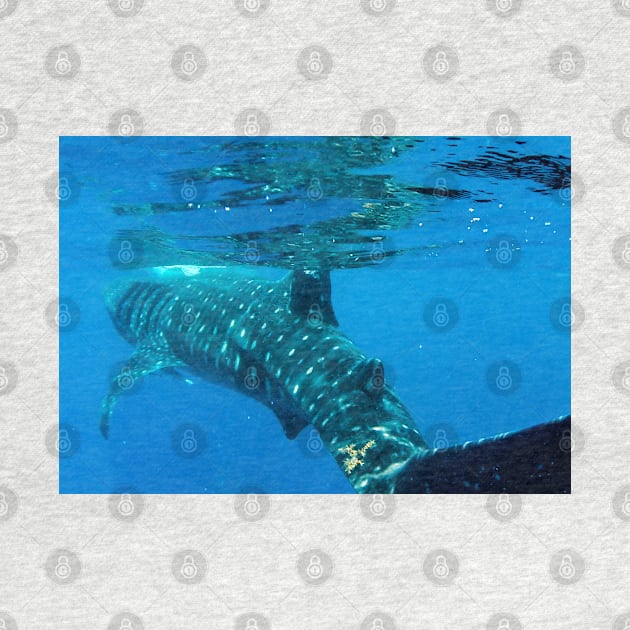 Whale Shark Caribbean Snorkel Swim by SafariByMarisa